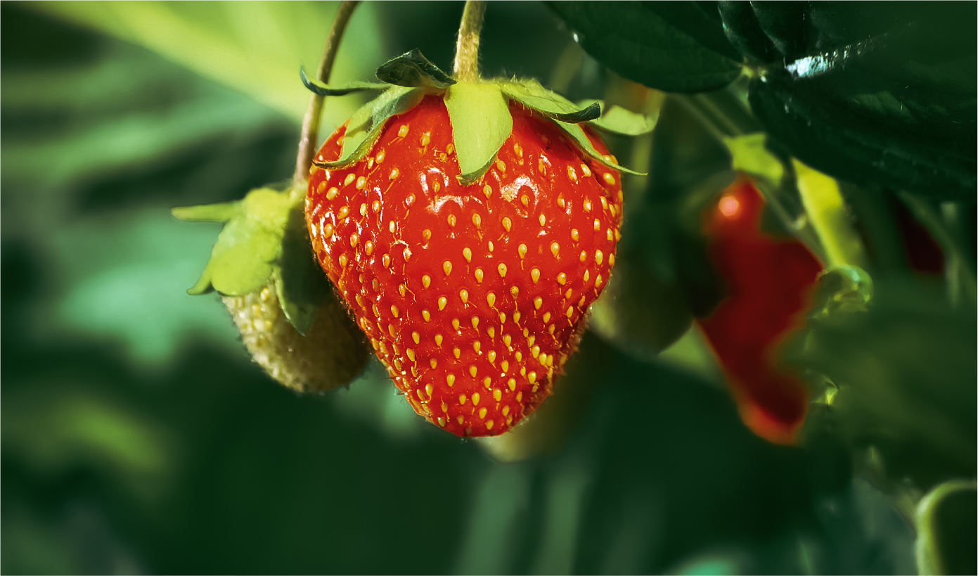 Read more about the article Connecting Breeders to Producers: Regional on-Farm trials of Strawberry Cultivars and Elite Selections