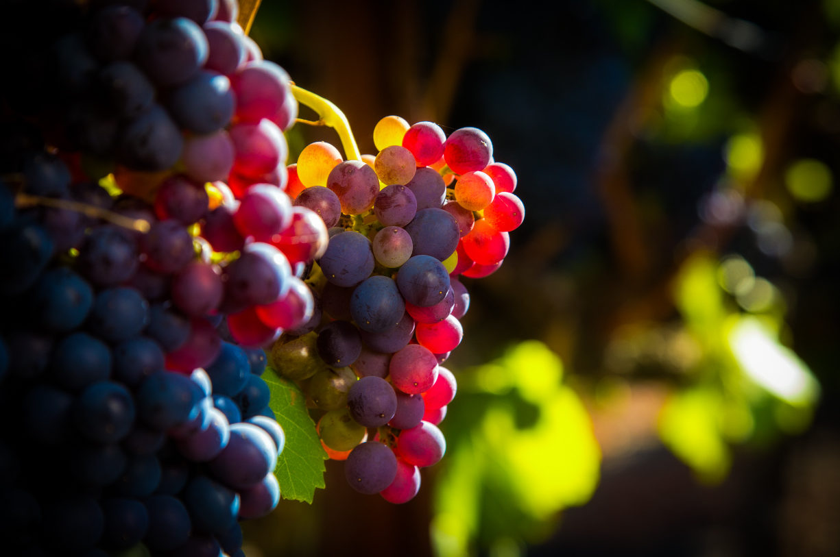Read more about the article Developing Pinot noir crop load metrics that are adaptable to Winery site and wine quality production goals II-grape and wine quality evaluation