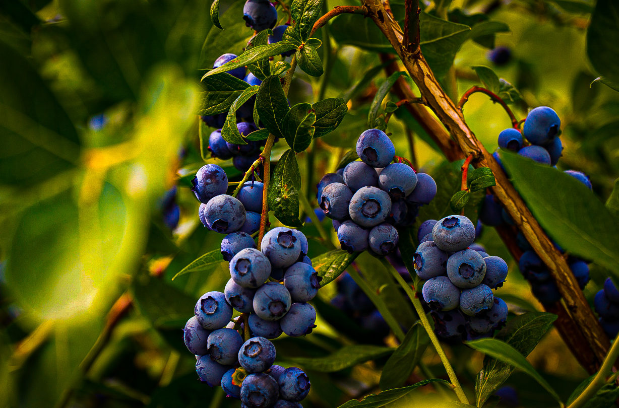 Read more about the article Developing commercial blueberry cultivars adapted to the Pacific Northwest and that may tolerate Blueberry shock virus and testing new selections and cultivars from other programs
