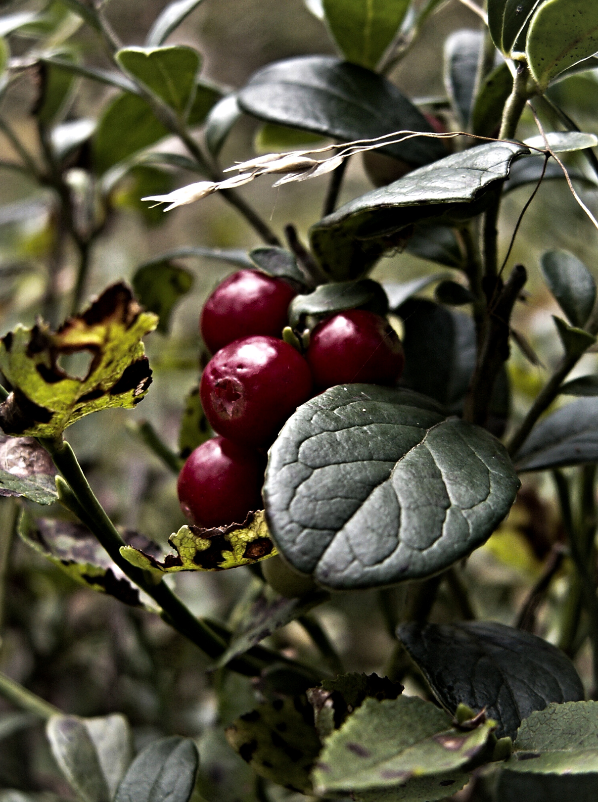Read more about the article Fungal Populations in PNW cranberries as it Relates to Fruit Rot