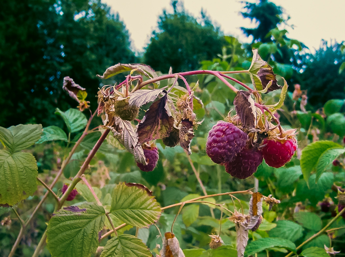 Read more about the article Organic Management of Raspberry Root Rot