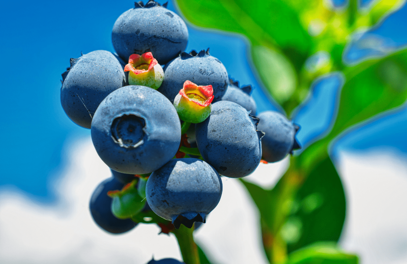 Read more about the article Optimizing Nutrient Management for Organically Grown Blueberries in Eastern Washington