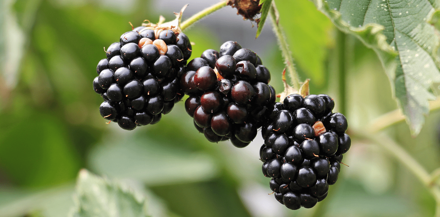 Read more about the article New Opportunities for Control of Bindweed in Blackberries