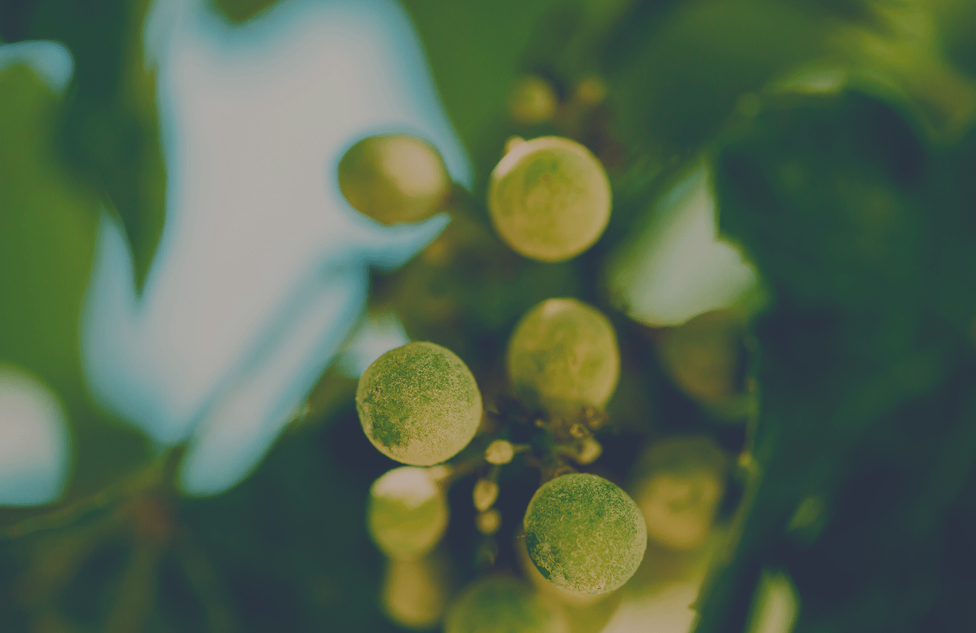 Read more about the article Developing a Spray-Induced Gene Silencing (SIGS) method for the control of Grape Powdery Mildew (Erysiphe necator)