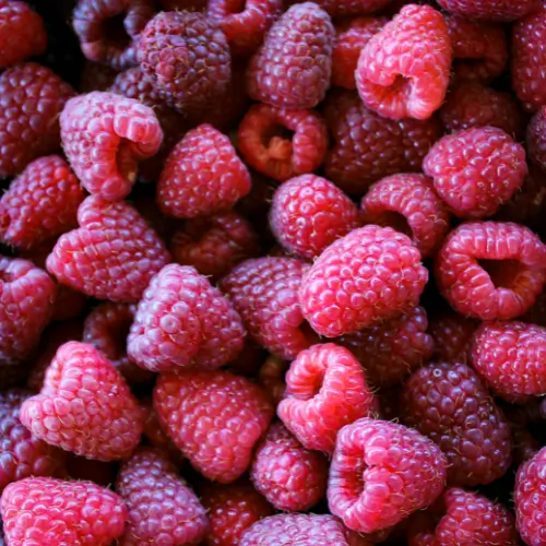 Read more about the article Trials of Advanced Raspberry selections to evaluate suitability for IQF processing and to promote adoption