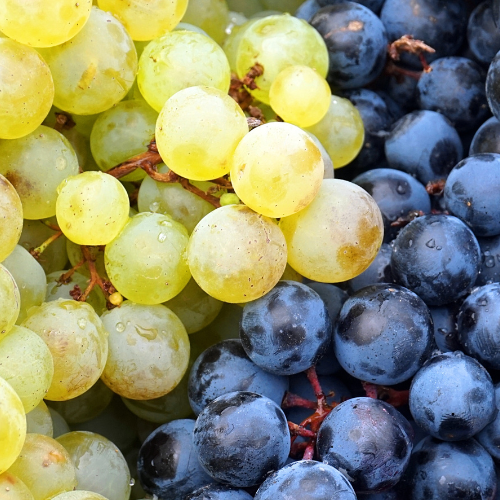 Read more about the article Heat stress in wine grapes: acclimation and potential mitigation