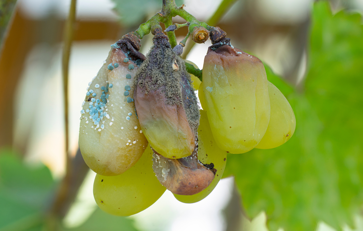 Read more about the article Botrytis Bunch Rot: Where, When, and What to use