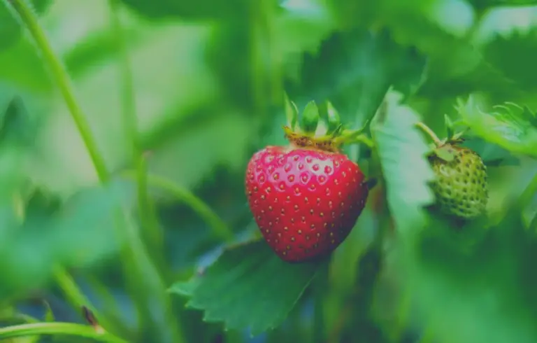 Read more about the article Diversity in Fragaria × ananassa Duchesne ex Rosier: Phenotypic characterization of a strawberry diversity collection