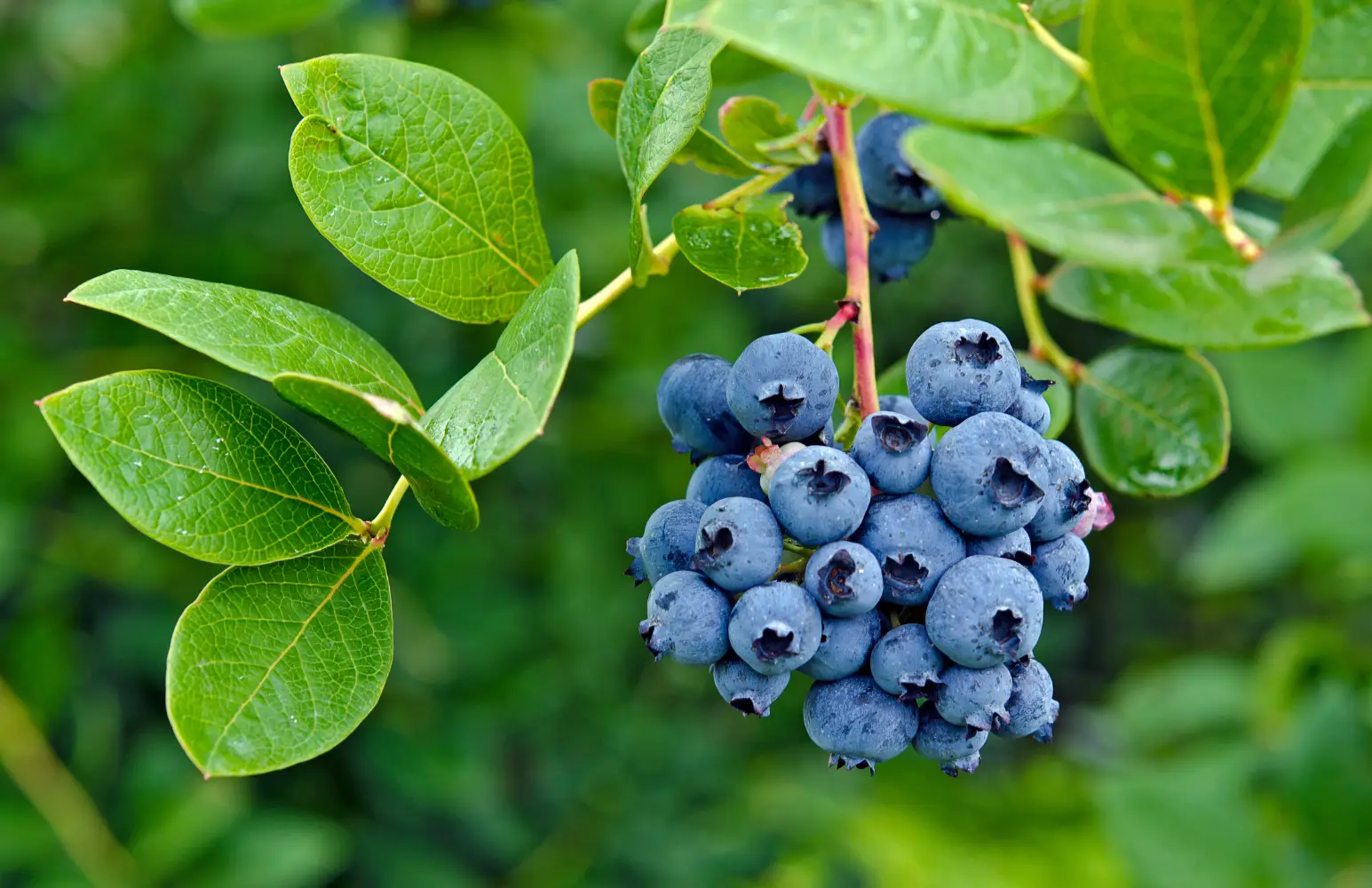 Read more about the article Optimizing Nutrient Management for Organically Grown Blueberries East of the Cascade Range