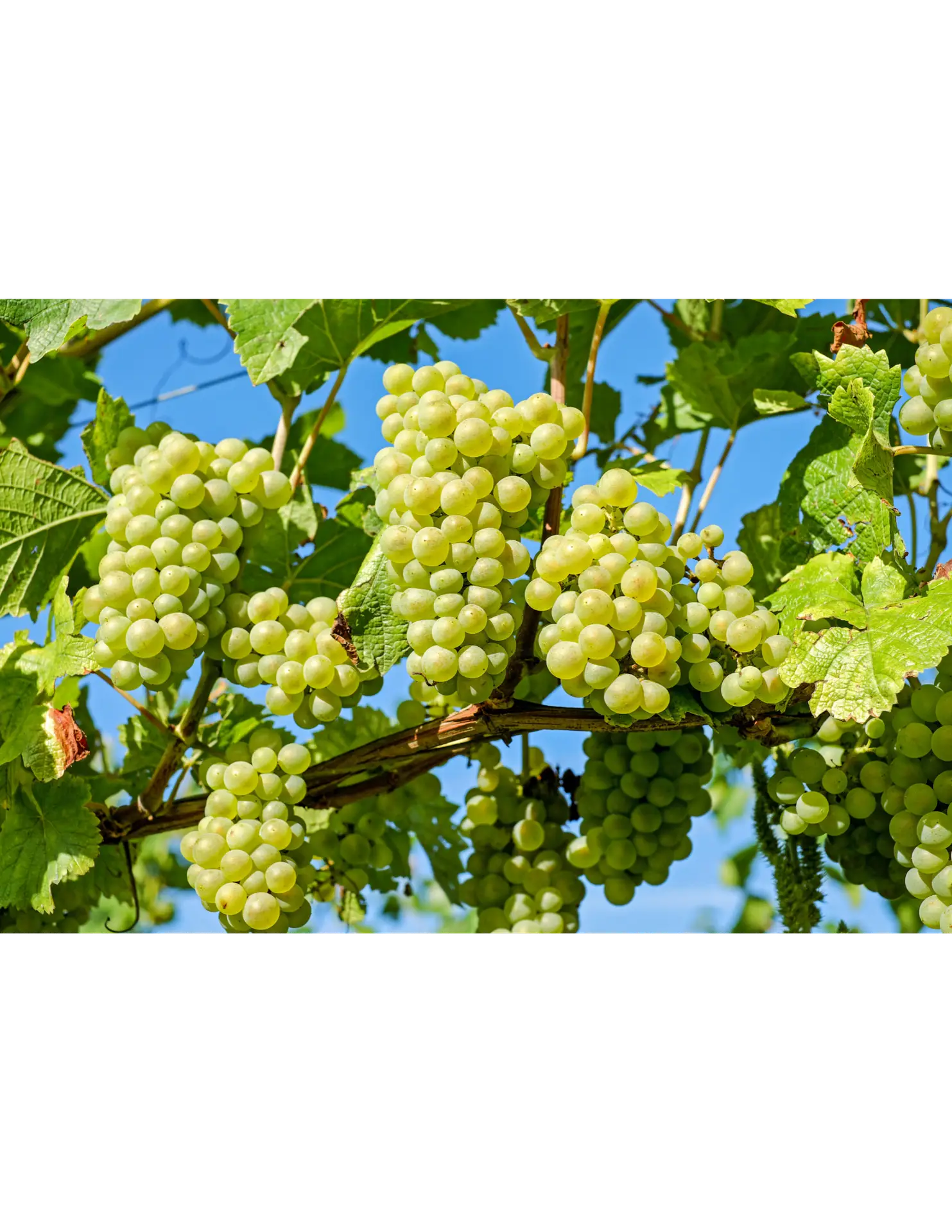 Read more about the article The effect of soil parameters on plant-parasitic nematodes of wine grapes in Washington and Oregon